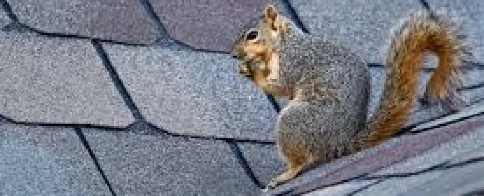 How Do Animals Get Into Your Roof? | TN & GA