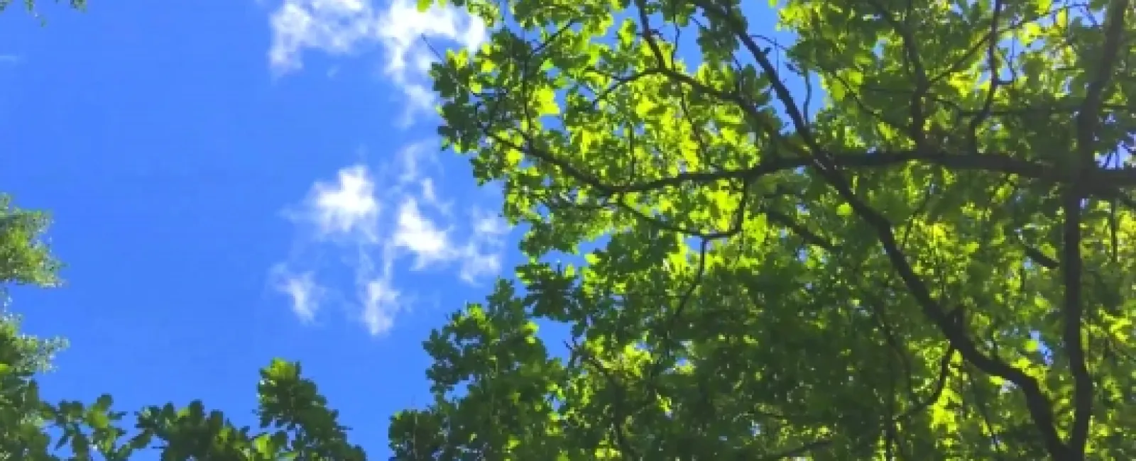 How Trees Can Damage Your Roof │ Northpoint Roofing Systems